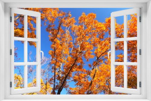 Fototapeta Naklejka Na Ścianę Okno 3D - 黄葉の椚と青空
