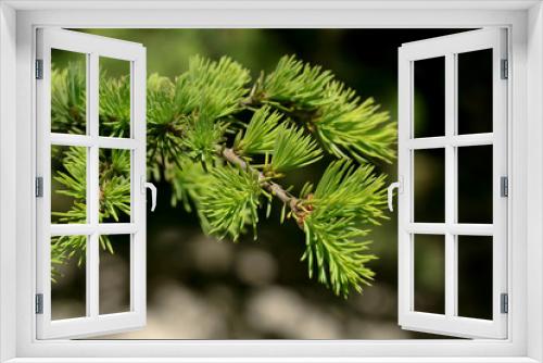 Fototapeta Naklejka Na Ścianę Okno 3D - Hellgrüne Nadeln der Lärche im Frühling, Larix decidua