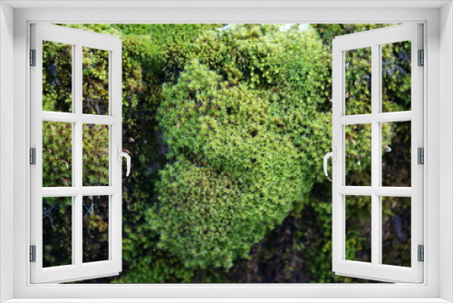Fototapeta Naklejka Na Ścianę Okno 3D - natur