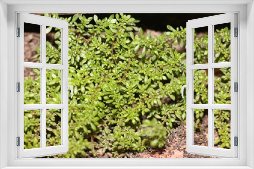 Fototapeta Naklejka Na Ścianę Okno 3D - green foliage background