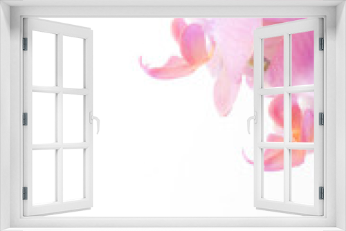 Fototapeta Naklejka Na Ścianę Okno 3D - Orchidee
