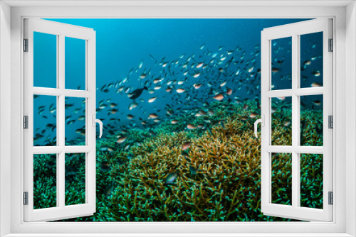 Fototapeta Naklejka Na Ścianę Okno 3D - Underwater scuba diving scene, beautiful and healthy soft and hard corals surrounded by lots of tiny tropical fish. Bright colors, vibrant and lively, blue ocean background