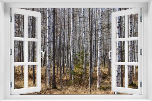 Fototapeta Naklejka Na Ścianę Okno 3D - Birch grove. Autumn or spring forest. Nature background.