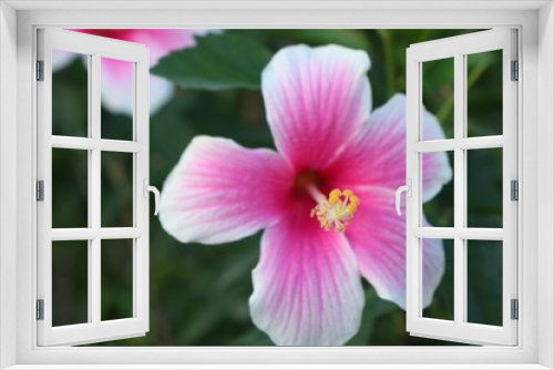 Fototapeta Naklejka Na Ścianę Okno 3D - hibiscus flowers in tropical
