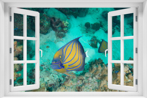Fototapeta Naklejka Na Ścianę Okno 3D - Blue ringed angelfish