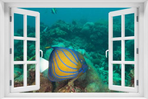 Fototapeta Naklejka Na Ścianę Okno 3D - Blue ringed angelfish