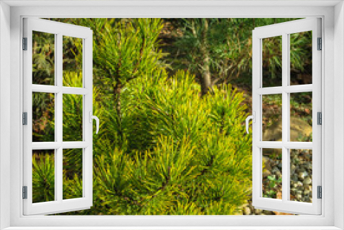 Fototapeta Naklejka Na Ścianę Okno 3D - Golden cultivar dwarf mountain pine Pinus mugo Ophir in the sunny winter day.