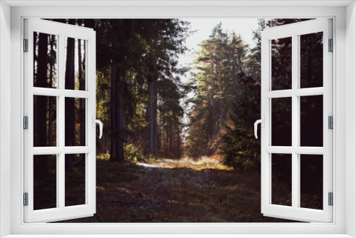 Fototapeta Naklejka Na Ścianę Okno 3D - Morning in the forest