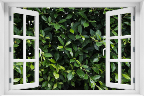 Fototapeta Naklejka Na Ścianę Okno 3D - Green leaf background