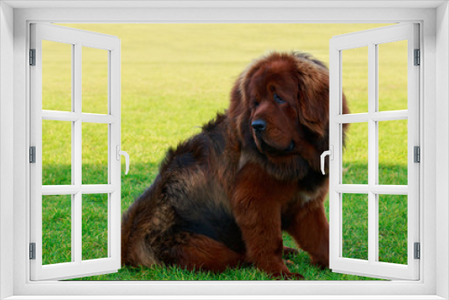 Fototapeta Naklejka Na Ścianę Okno 3D - Dog breed Tibetan mastiff