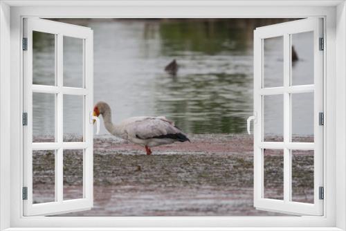 Fototapeta Naklejka Na Ścianę Okno 3D - Yellow-billed Stock 