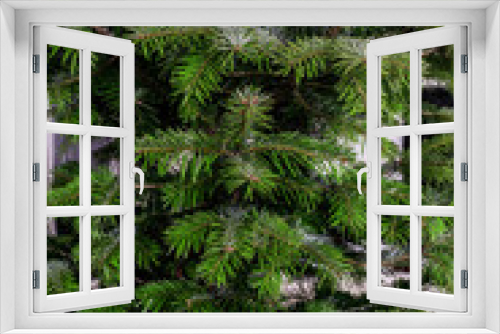 Fototapeta Naklejka Na Ścianę Okno 3D - Close-up of a christmas tree fir