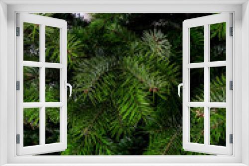 Fototapeta Naklejka Na Ścianę Okno 3D - Close-up of a christmas tree fir