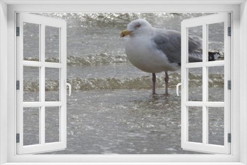 Fototapeta Naklejka Na Ścianę Okno 3D - Sea Gull Standing in the Ocean