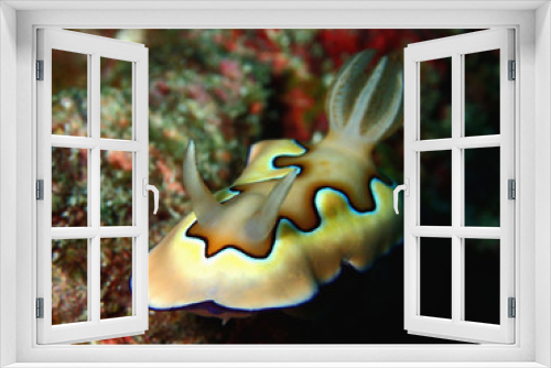 Fototapeta Naklejka Na Ścianę Okno 3D - The beauty of underwater wor