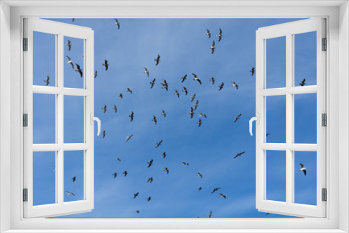 Fototapeta Naklejka Na Ścianę Okno 3D - Möwe vor strahlend blauem Himmel Dänemarks