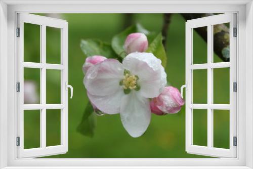 Fototapeta Naklejka Na Ścianę Okno 3D - Apfelblüte