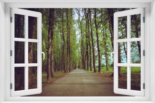Fototapeta Naklejka Na Ścianę Okno 3D - The machine path in the forest . country side space empty car road path way . empty lonely asphalt car road between trees in forest outdoor nature environment in fresh weather time with green colors
