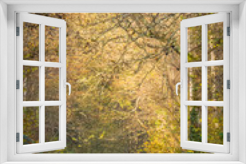 Fototapeta Naklejka Na Ścianę Okno 3D - Woodland