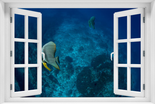 Fototapeta Naklejka Na Ścianę Okno 3D - Platax orbicularis, Orbicular batfish