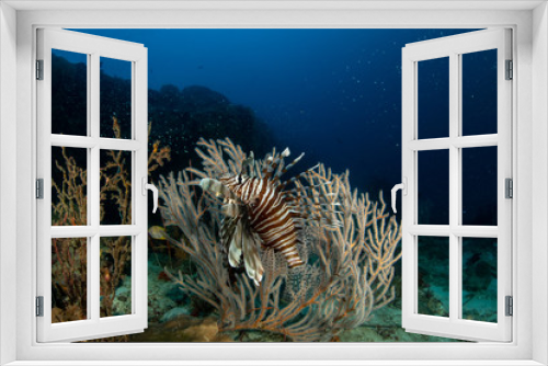 Fototapeta Naklejka Na Ścianę Okno 3D - Lionfish, Pterois volitans