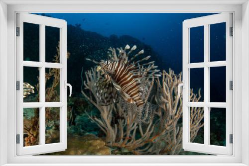 Fototapeta Naklejka Na Ścianę Okno 3D - Lionfish, Pterois volitans