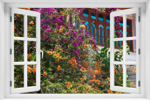 Fototapeta Naklejka Na Ścianę Okno 3D - Blooming tropical tree and house window. Tropical garden detail. Vintage style house architecture and blossom tree