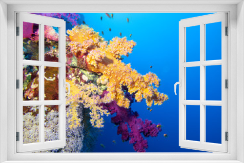 Fototapeta Naklejka Na Ścianę Okno 3D - Colorful coral reef on the bottom of tropical sea, Soft coral Dendronephthya