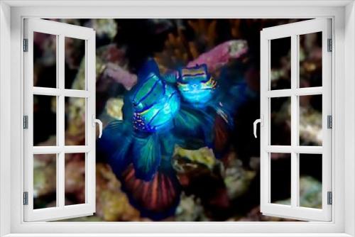 Fototapeta Naklejka Na Ścianę Okno 3D - Mandarinfish