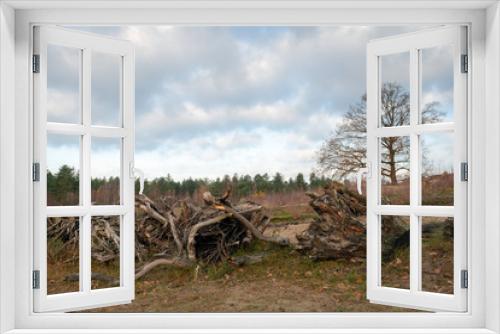 Fototapeta Naklejka Na Ścianę Okno 3D - Row with large uprooted tree stumps in the foreground of a natural area