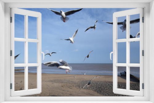Fototapeta Naklejka Na Ścianę Okno 3D - Flock of seagulls waiting to feed on discarded fast food on a seaside resort front.