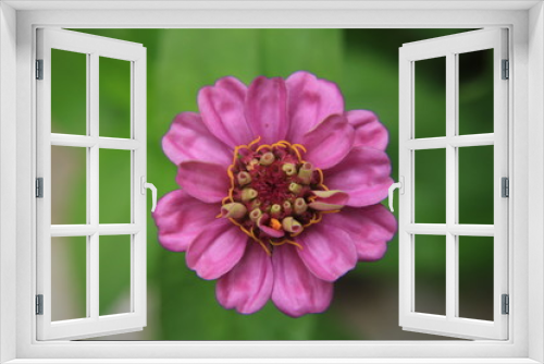 Fototapeta Naklejka Na Ścianę Okno 3D - A pink flower