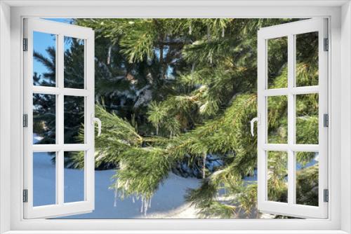 Fototapeta Naklejka Na Ścianę Okno 3D - Green pine branch in the snow and icicles
