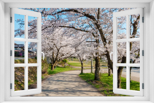 Fototapeta Naklejka Na Ścianę Okno 3D - Full bloom cherry blossoms in Takayama city, Japan