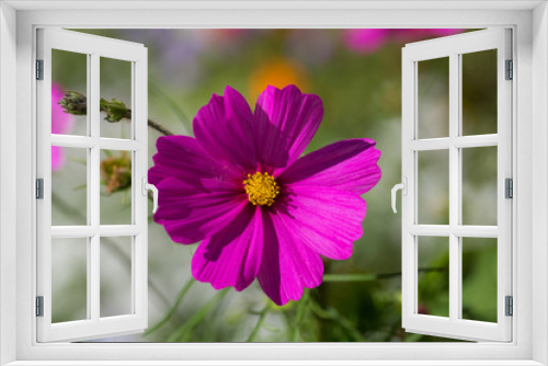 Fototapeta Naklejka Na Ścianę Okno 3D - purple Cosmos bipinnatus flower