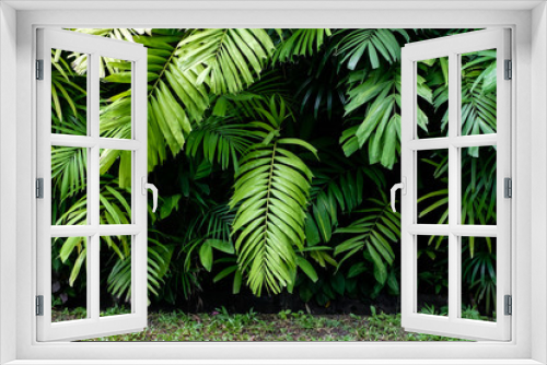Fototapeta Naklejka Na Ścianę Okno 3D - Tropical jungle nature green palm leaves on dark background in a garden