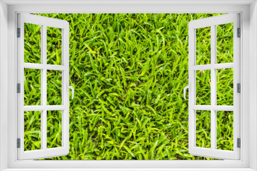 Fototapeta Naklejka Na Ścianę Okno 3D - background of green grass