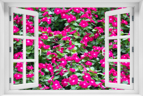 Fototapeta Naklejka Na Ścianę Okno 3D - Red flower garden background