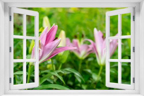 Fototapeta Naklejka Na Ścianę Okno 3D - Lily in the garden on a nature background.