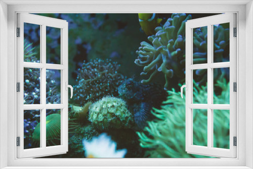Fototapeta Naklejka Na Ścianę Okno 3D - abstract blur green assorted corals under water background