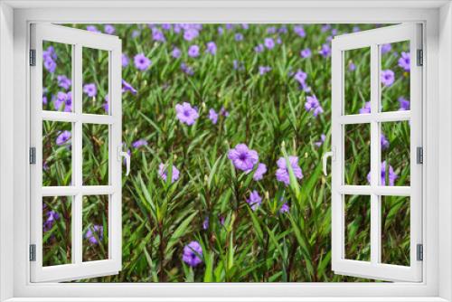 Fototapeta Naklejka Na Ścianę Okno 3D - Purple flower in garden
