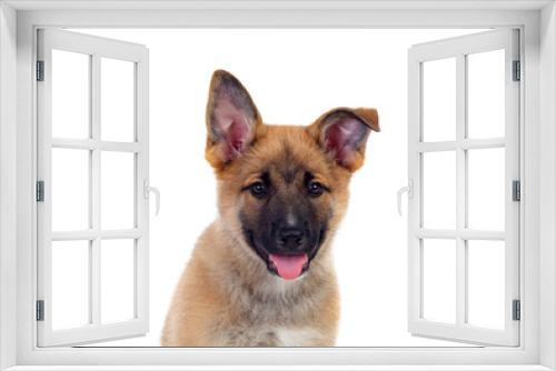 Fototapeta Naklejka Na Ścianę Okno 3D - Young German Shepherd dog