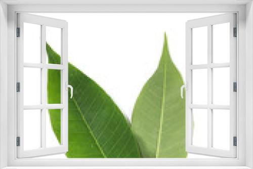 Fototapeta Naklejka Na Ścianę Okno 3D - Leaf Hevea brasiliensis Close up