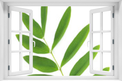 Fototapeta Naklejka Na Ścianę Okno 3D - Siamese senna Leaf Close up