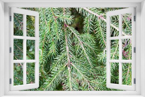 Fototapeta Naklejka Na Ścianę Okno 3D - branch green spruce background and texture for Christmas
