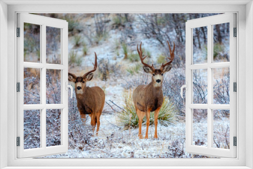 Fototapeta Naklejka Na Ścianę Okno 3D - Winter Bucks