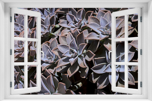 Fototapeta Naklejka Na Ścianę Okno 3D - Echeveria lilacina