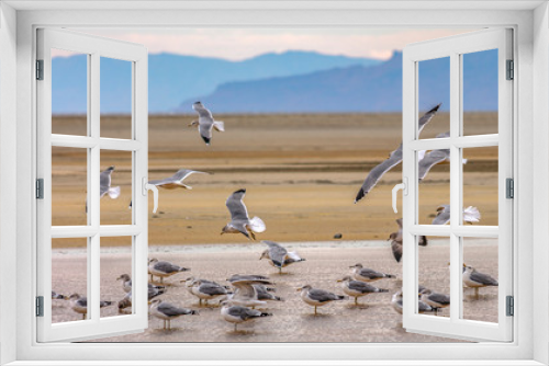Fototapeta Naklejka Na Ścianę Okno 3D - Birds in the Great Salt lake with mountain and sky
