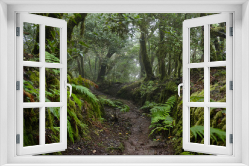 Fototapeta Naklejka Na Ścianę Okno 3D - Beautiful forest on a rainy day.Hiking trail. Anaga Rural Park - ancient forest on Tenerife, Canary Islands.