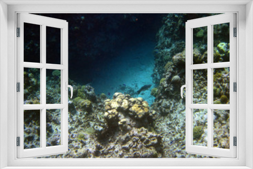 Fototapeta Naklejka Na Ścianę Okno 3D - Schnorcheln an einem Riff vor Cayman Islands